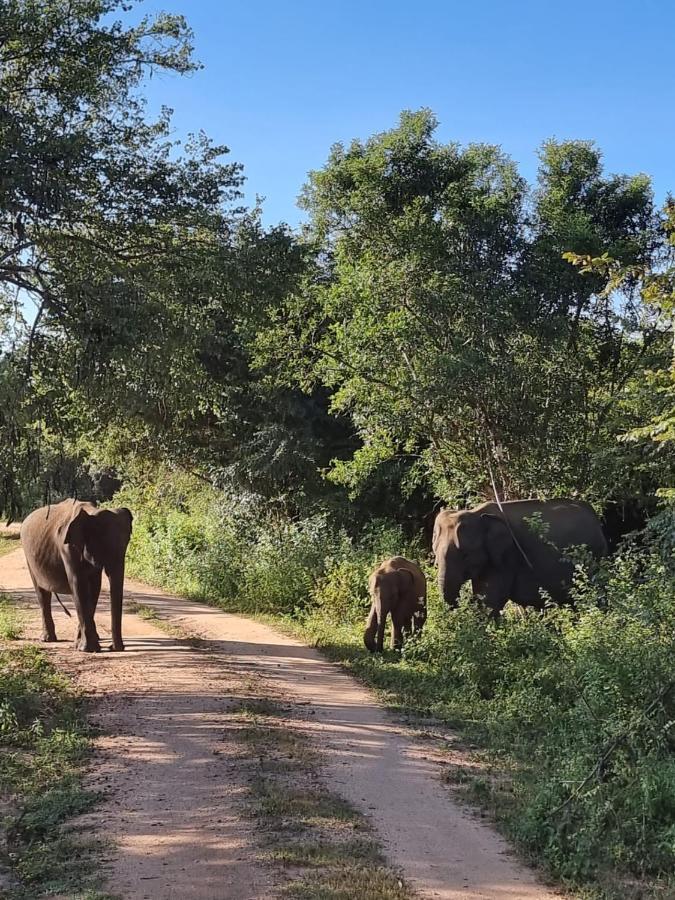 Elephant Paradise Safari Bungalow ウダワラウェ エクステリア 写真