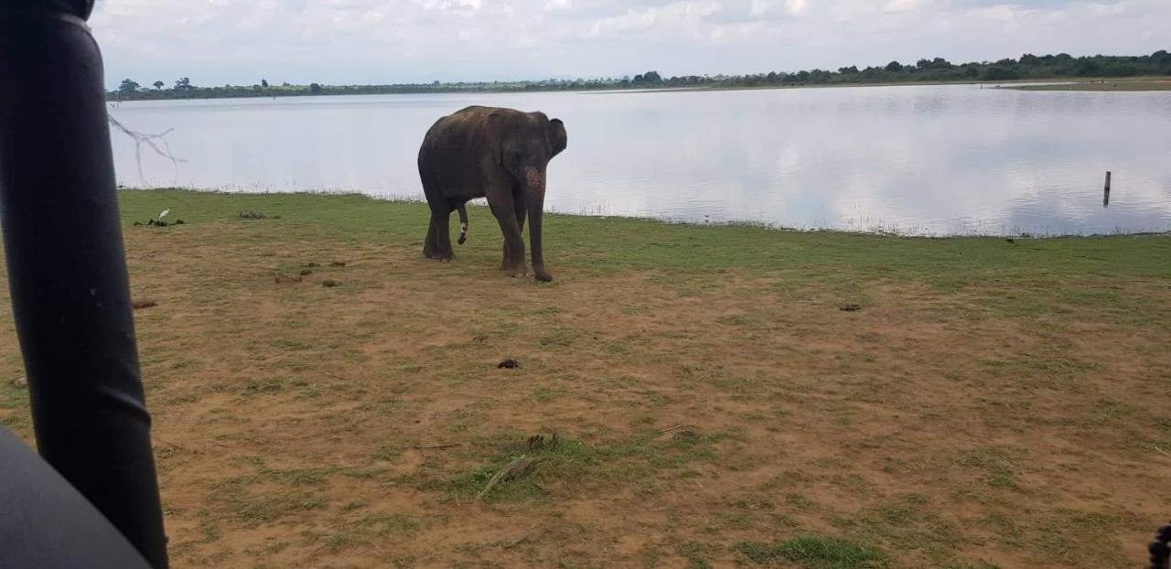 Elephant Paradise Safari Bungalow ウダワラウェ エクステリア 写真