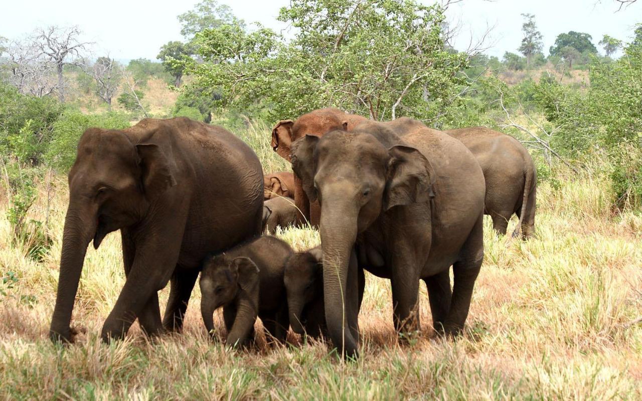 Elephant Paradise Safari Bungalow ウダワラウェ エクステリア 写真