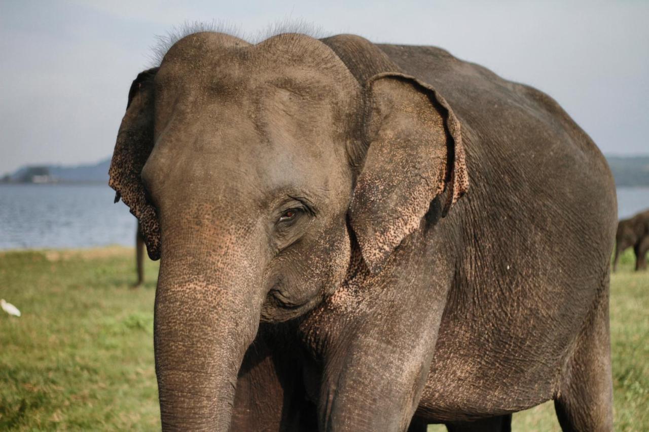 Elephant Paradise Safari Bungalow ウダワラウェ エクステリア 写真